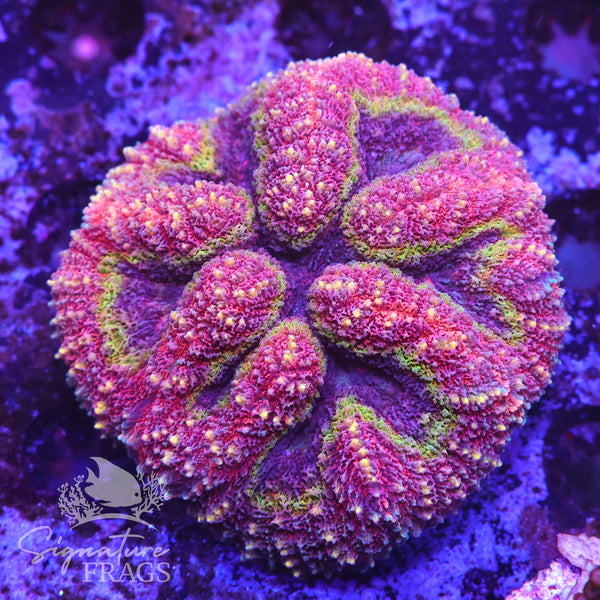 Rainbow Symphillia