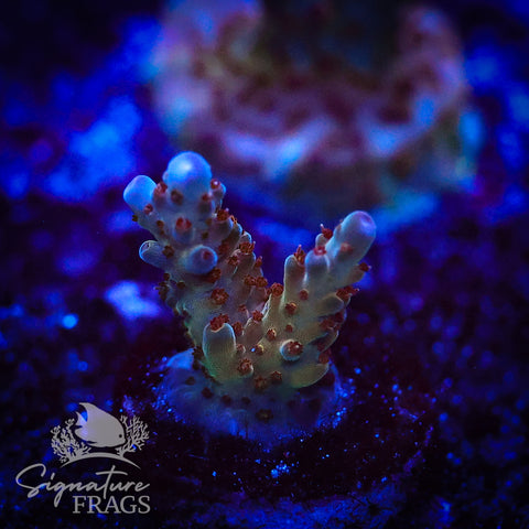 Venom Granulosa