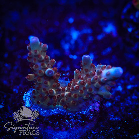 Venom Granulosa