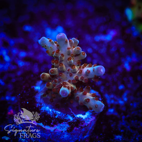 Venom Granulosa