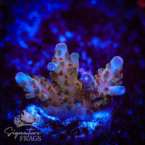 Venom Granulosa