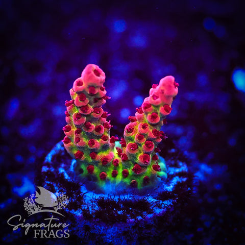 CB Malificent Acro