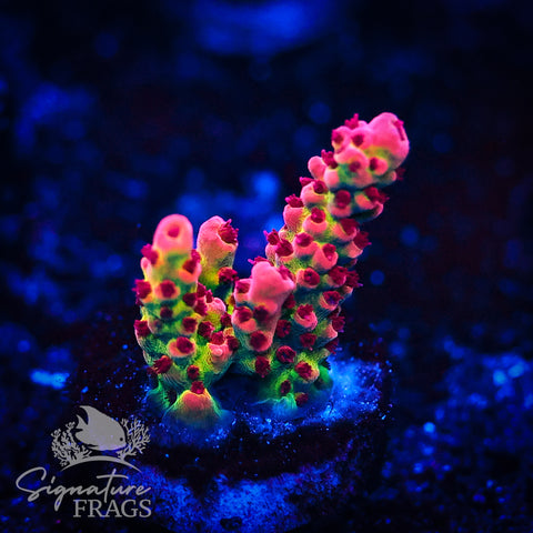 CB Malificent Acro