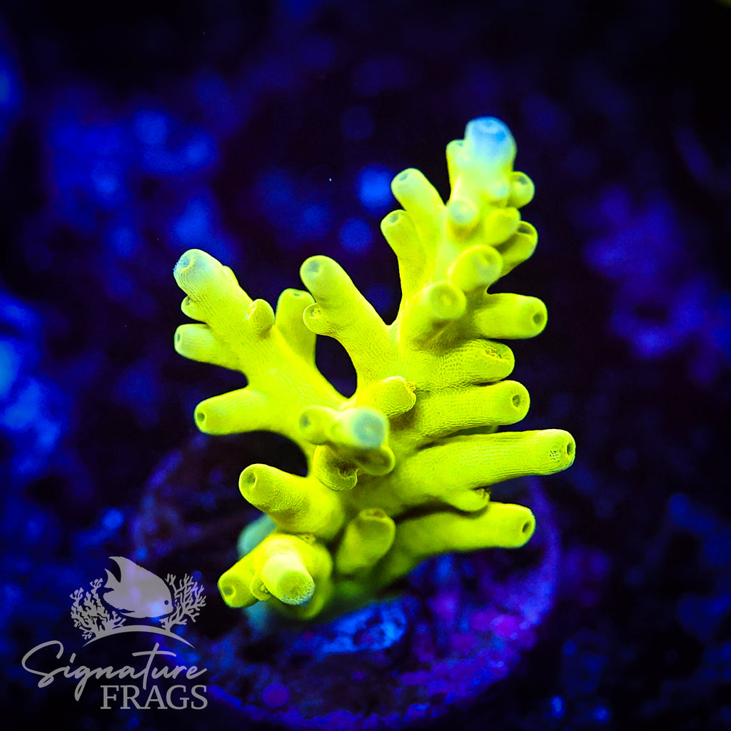 Green Turaki