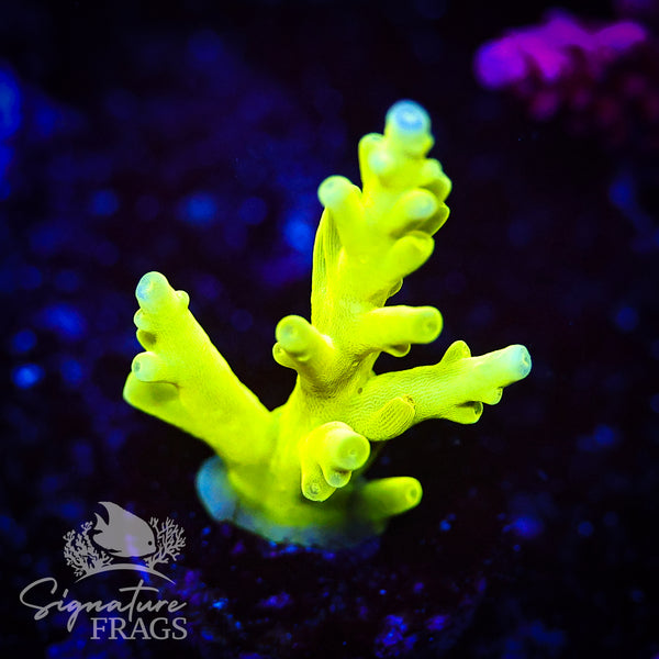 Green Turaki