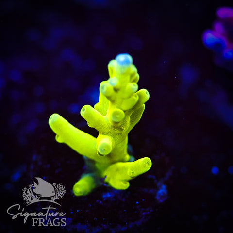 Green Turaki