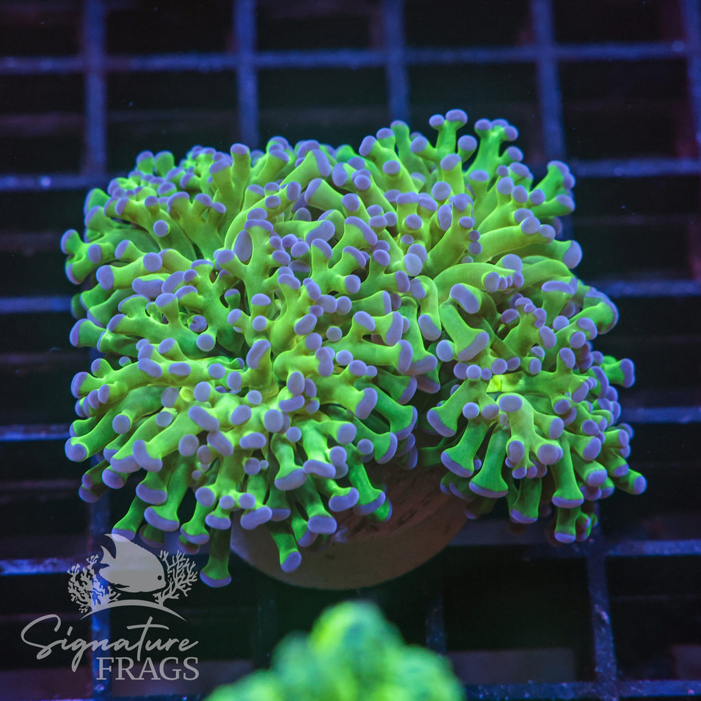 Frammer Coral