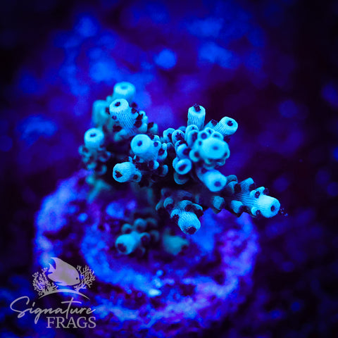 Blue Calico