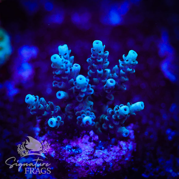 Blue Calico