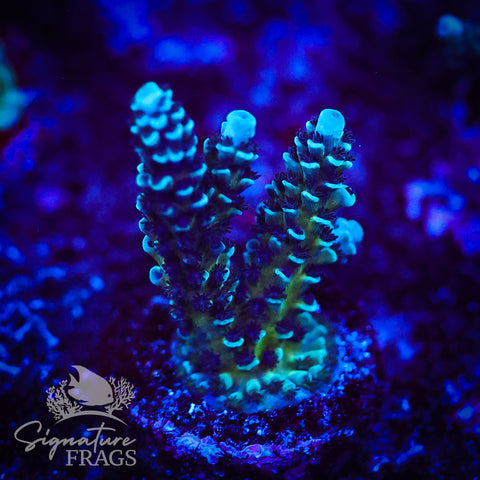 Blue Calico