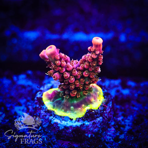 CC Voodoo Magic