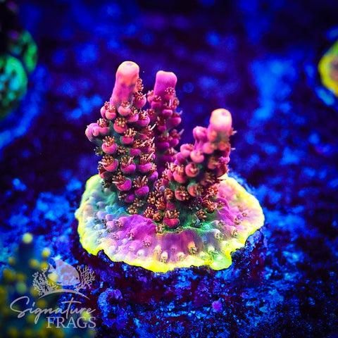 CC Voodoo Magic