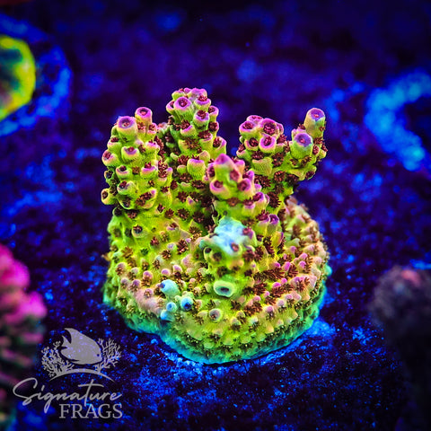 Lady P