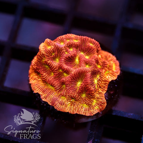 Jack O Lantern Leptoseris