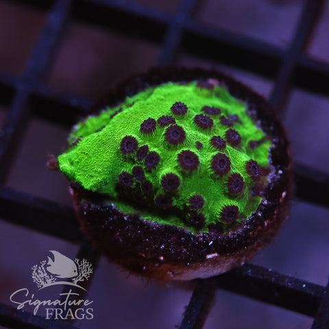 Mardi Gras Cyphastrea