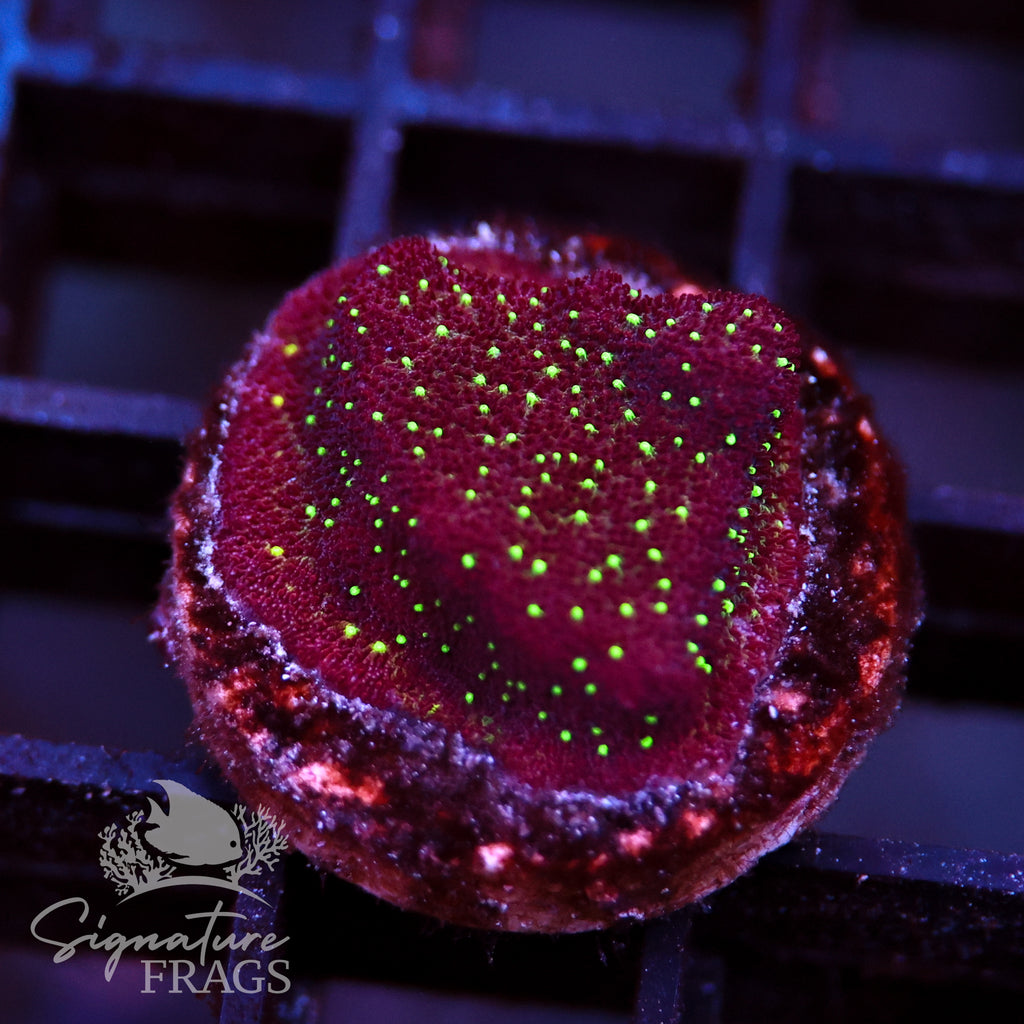 Galaxy Psammocora