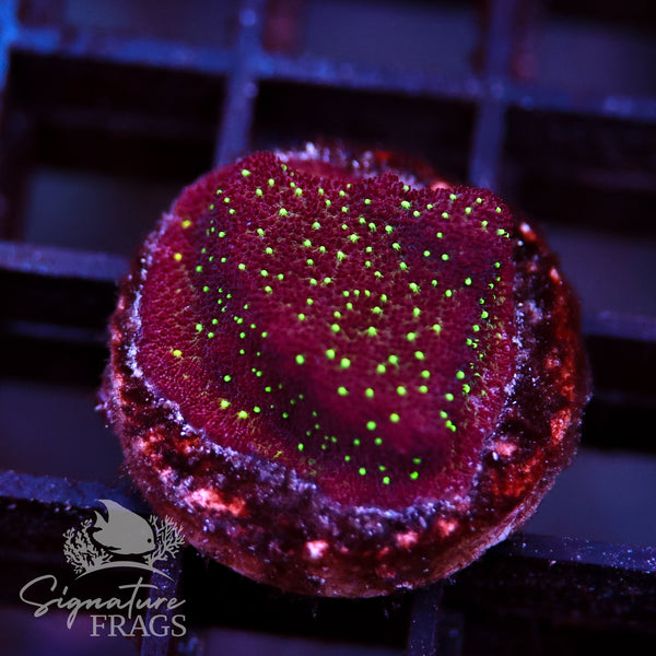 Galaxy Psammocora