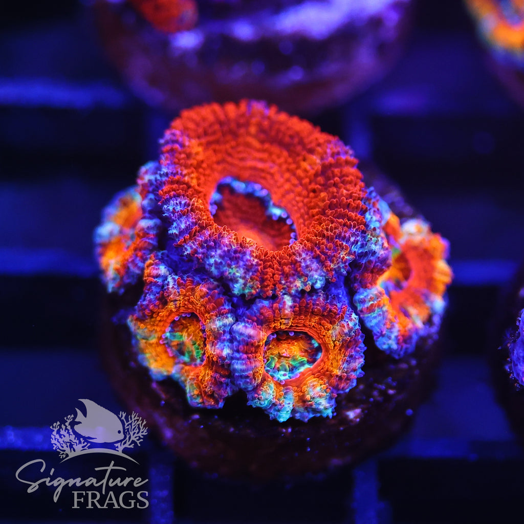 Rainbow Micromussa Lord (Acan Lord)