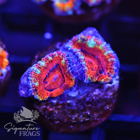 Rainbow Micromussa Lord (Acan Lord)