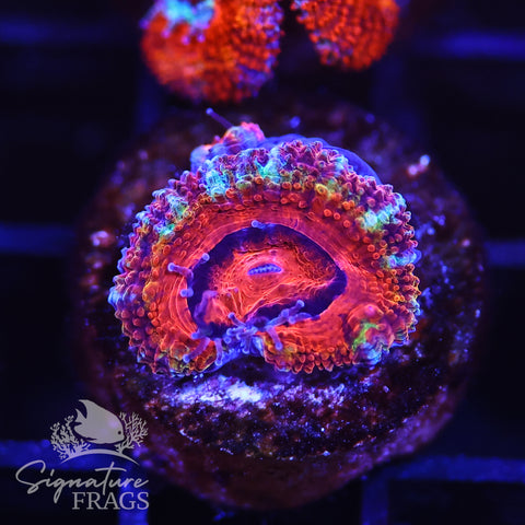 Rainbow Micromussa Lord (Acan Lord)