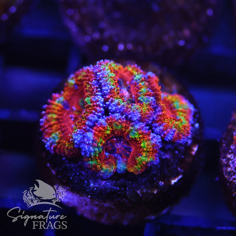 Rainbow Micromussa Lord (Acan Lord)