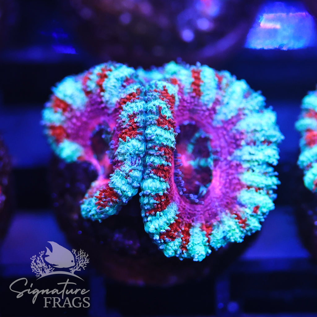 Micromussa Lord (Acan Lord)