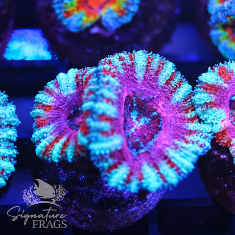 Micromussa Lord (Acan Lord)