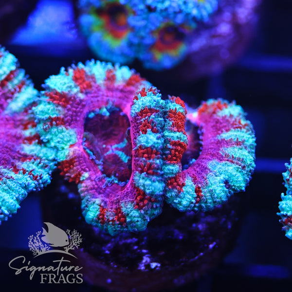 Micromussa Lord (Acan Lord)