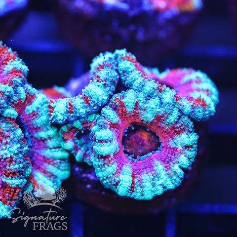 Micromussa Lord (Acan Lord)