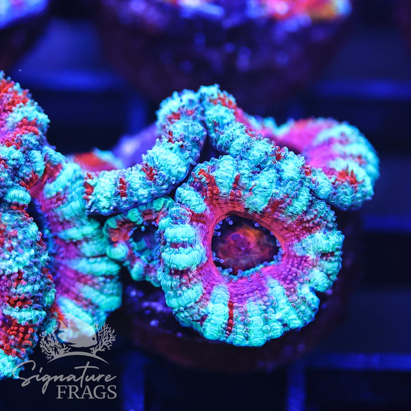 Micromussa Lord (Acan Lord)