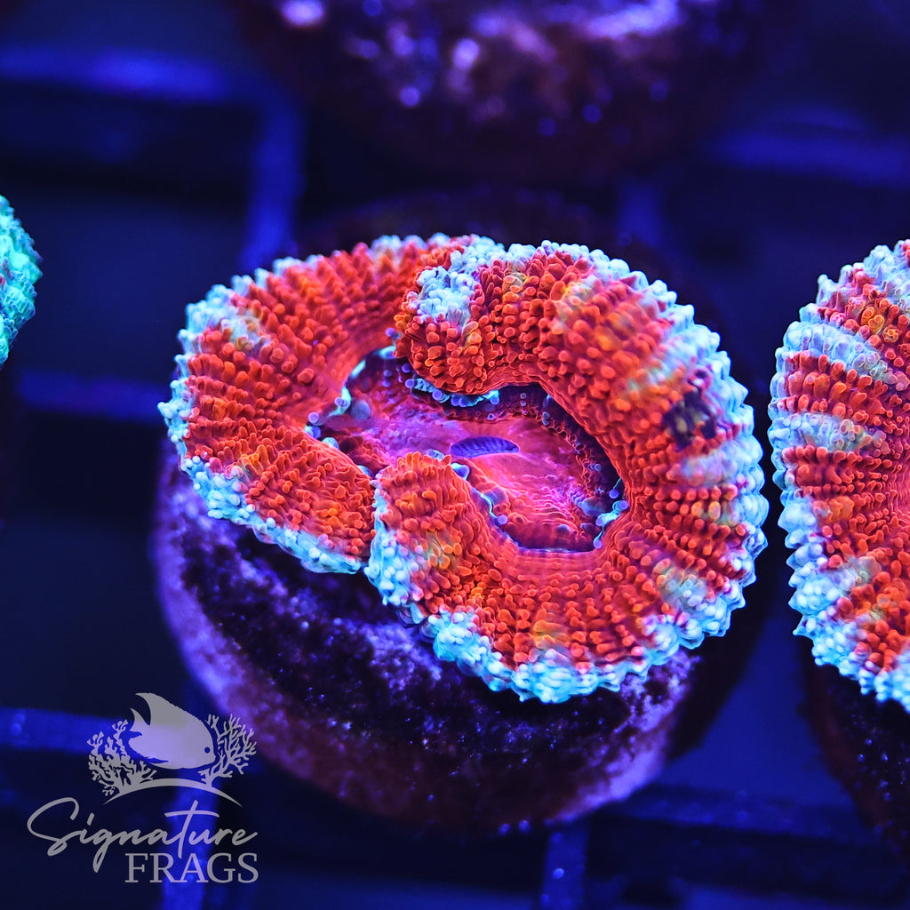 Micromussa Lord (Acan Lord)