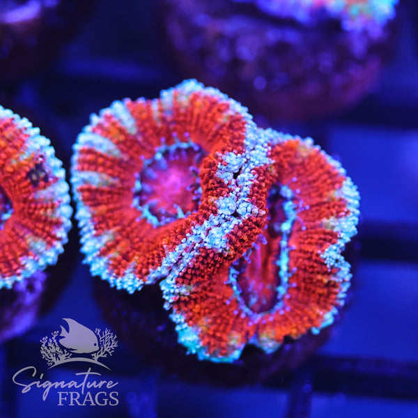 Micromussa Lord (Acan Lord)