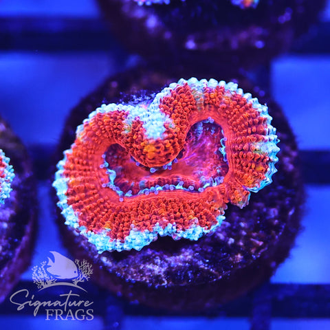 Micromussa Lord (Acan Lord)