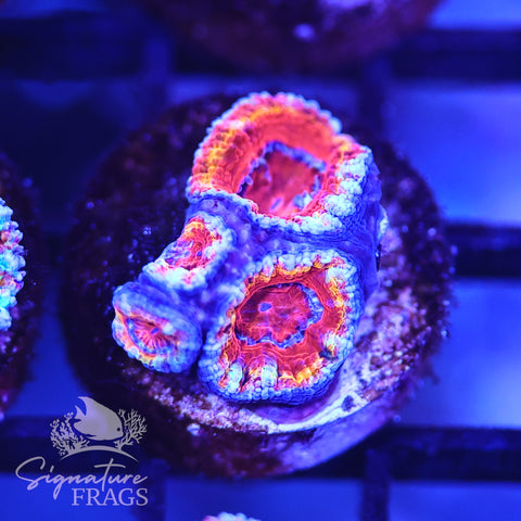 Graffiti Rainbow Micromussa Lord (Acan Lord)