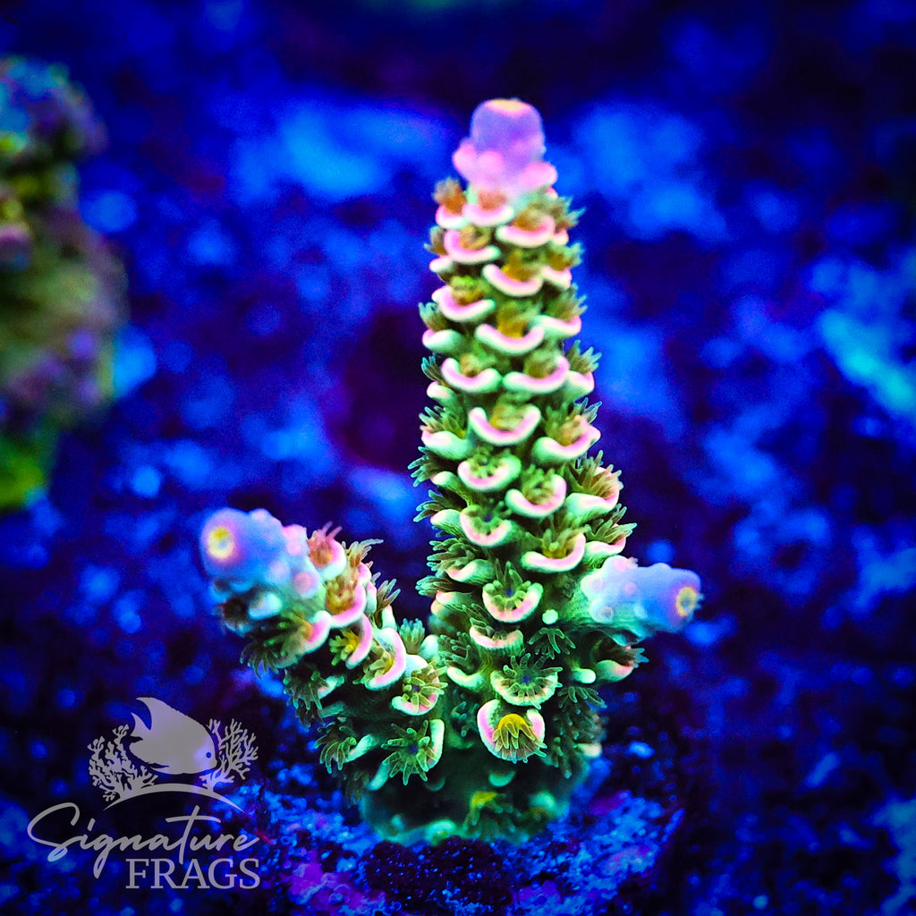 Wakefield Reef 1 in 10uis
