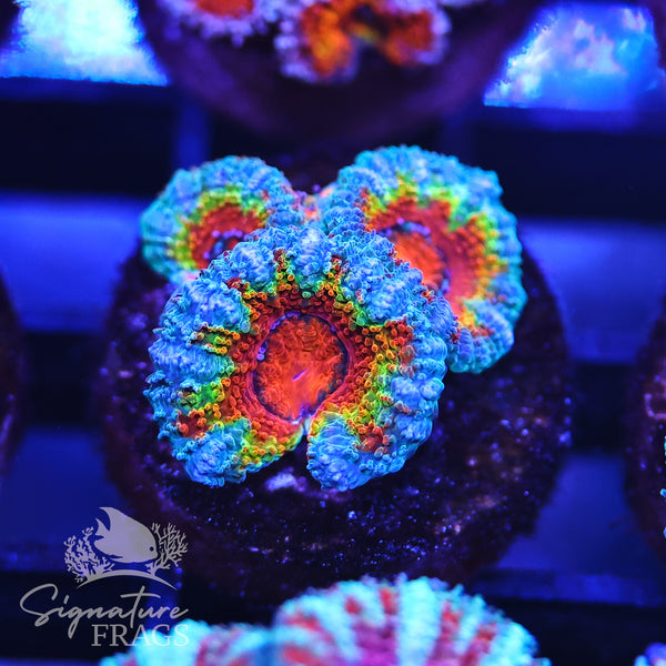 Rainbow Micromussa Lord (Acan Lord)