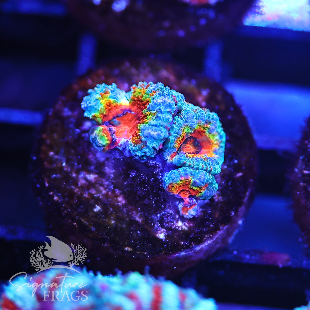 Rainbow Micromussa Lord (Acan Lord)