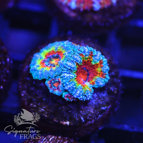 Rainbow Micromussa Lord (Acan Lord)