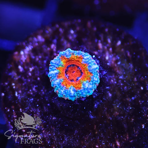 Rainbow Micromussa Lord (Acan Lord)