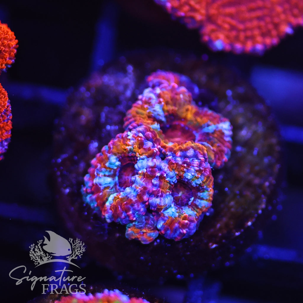 Rainbow Micromussa Lord (Acan Lord)