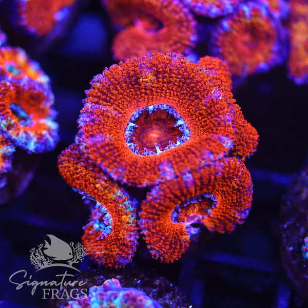 Rainbow Micromussa Lord (Acan Lord)