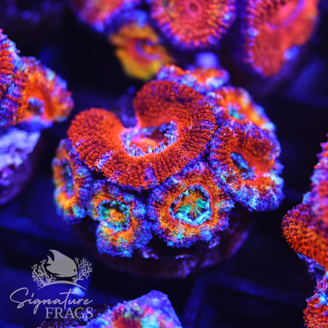 Rainbow Micromussa Lord (Acan Lord)