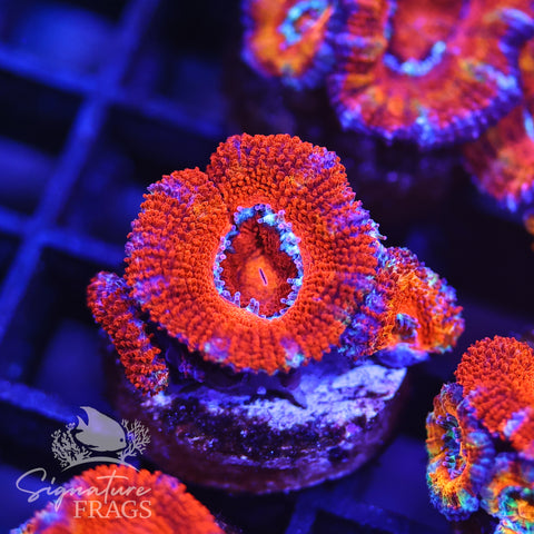 Rainbow Micromussa Lord (Acan Lord)