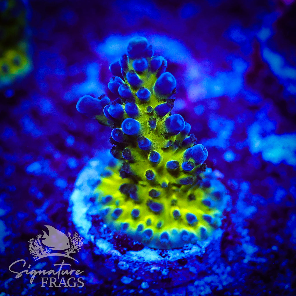 Electric Miyagi