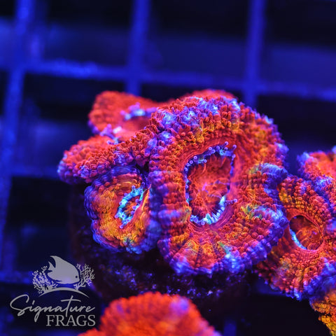 Rainbow Micromussa Lord (Acan Lord)