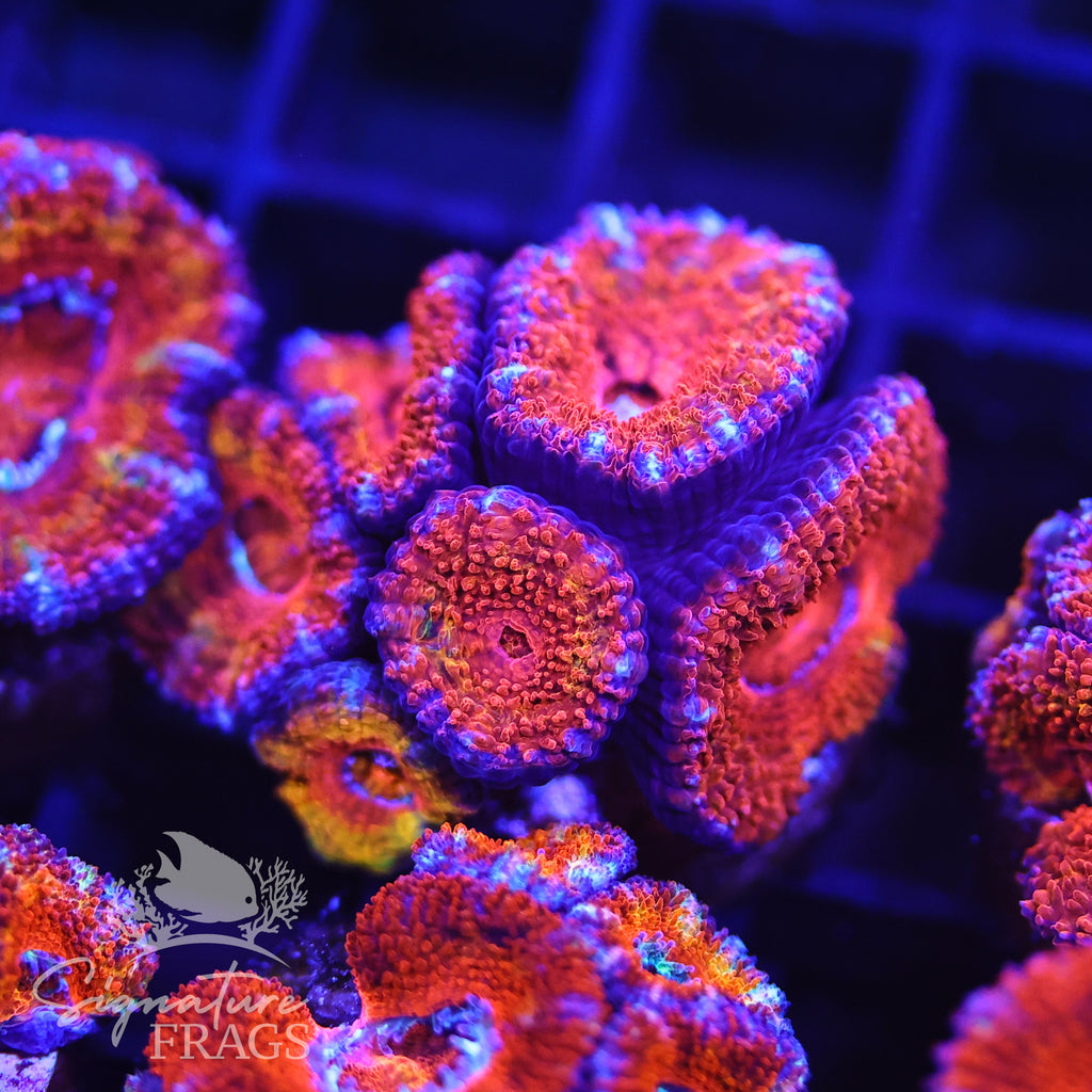 Rainbow Micromussa Lord (Acan Lord)