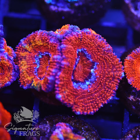 Rainbow Micromussa Lord (Acan Lord)