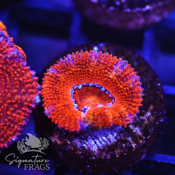 Rainbow Micromussa Lord (Acan Lord)