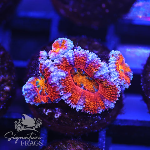 Rainbow Micromussa Lord (Acan Lord)