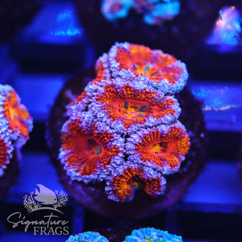 Rainbow Micromussa Lord (Acan Lord)